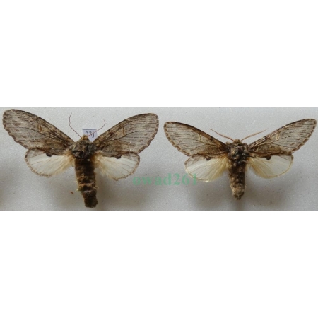Peridea anceps (Goeze, 1781) pair Garbatka zaczepka Czech23j